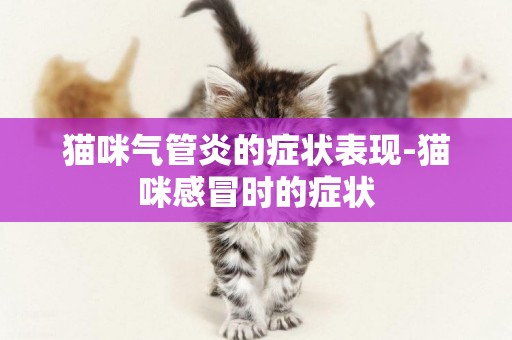 貓咪氣管炎的癥狀表現-貓咪感冒時的癥狀