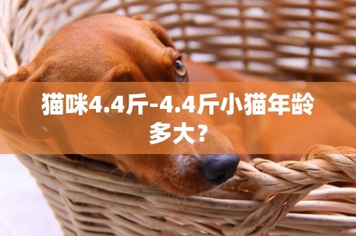 貓咪4.4斤-4.4斤小貓年齡多大？
