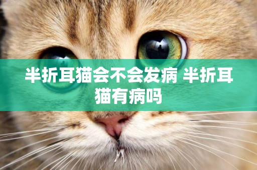 半折耳貓會不會發病 半折耳貓有病嗎