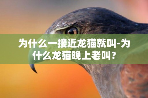 為什么一接近龍貓就叫-為什么龍貓晚上老叫？