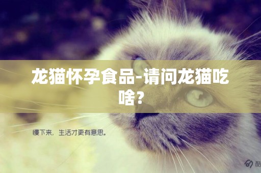 龍貓懷孕食品-請問龍貓吃啥？