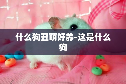 什么狗丑萌好養-這是什么狗