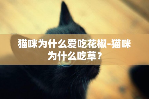 貓咪為什么愛吃花椒-貓咪為什么吃草？