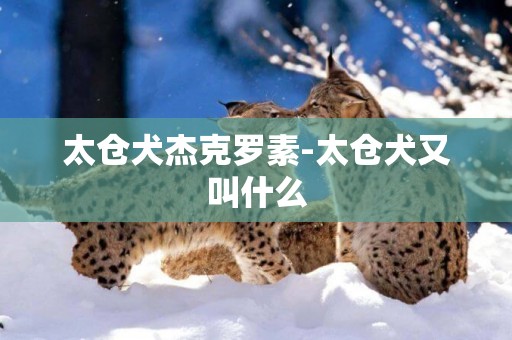 太倉犬杰克羅素-太倉犬又叫什么
