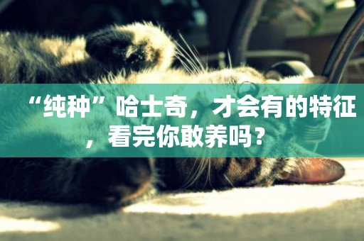 “純種”哈士奇，才會有的特征，看完你敢養嗎？ 