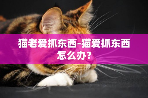 貓老愛抓東西-貓愛抓東西怎么辦？