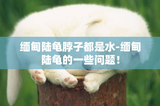 緬甸陸龜脖子都是水-緬甸陸龜的一些問題！