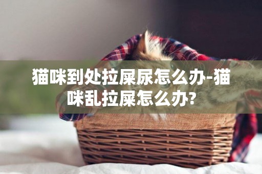 貓咪到處拉屎尿怎么辦-貓咪亂拉屎怎么辦?