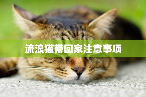 流浪貓帶回家注意事項