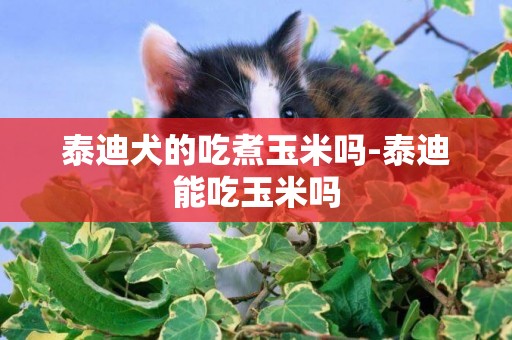 泰迪犬的吃煮玉米嗎-泰迪能吃玉米嗎