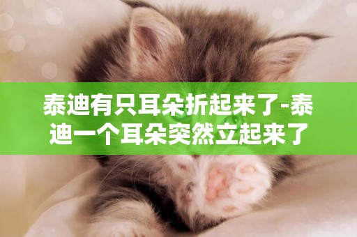 泰迪有只耳朵折起來了-泰迪一個耳朵突然立起來了