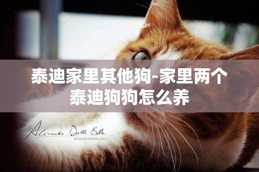 泰迪家里其他狗-家里兩個泰迪狗狗怎么養