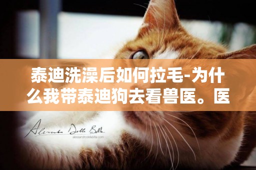 泰迪洗澡后如何拉毛-為什么我帶泰迪狗去看獸醫。醫生說泰迪洗澡后不能用吹風機的。用毛巾擦干就可以。那冬