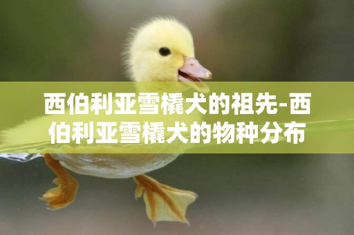 西伯利亞雪橇犬的祖先-西伯利亞雪橇犬的物種分布