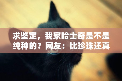 求鑒定，我家哈士奇是不是純種的？網友：比珍珠還真 