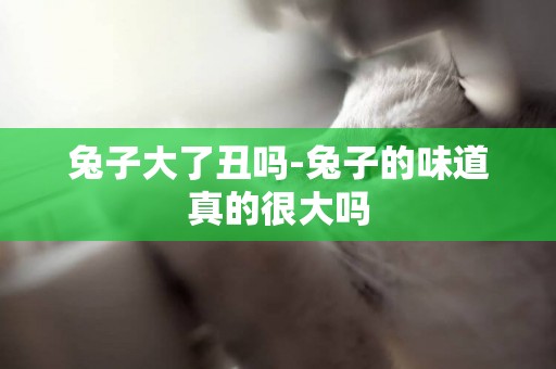 兔子大了丑嗎-兔子的味道真的很大嗎