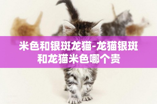 米色和銀斑龍貓-龍貓銀斑和龍貓米色哪個貴