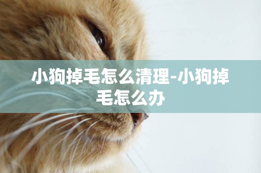 小狗掉毛怎么清理-小狗掉毛怎么辦