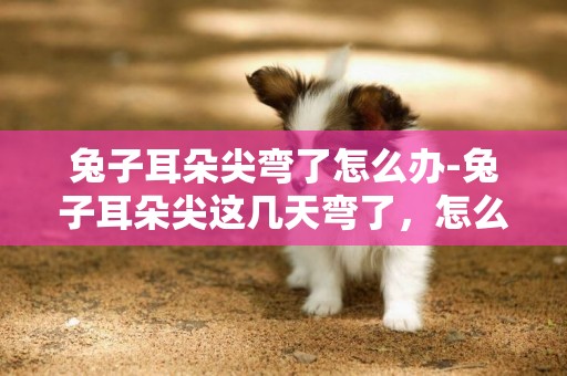 兔子耳朵尖彎了怎么辦-兔子耳朵尖這幾天彎了，怎么回事