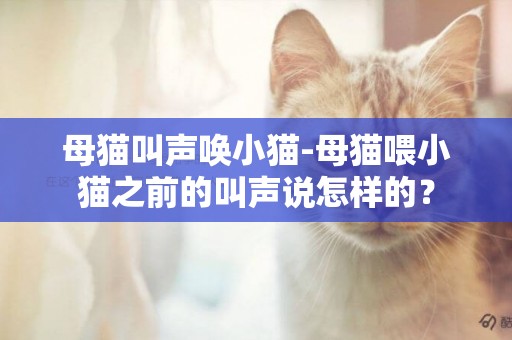母貓叫聲喚小貓-母貓喂小貓之前的叫聲說怎樣的？