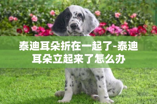 泰迪耳朵折在一起了-泰迪耳朵立起來了怎么辦