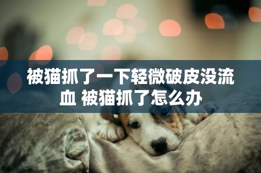 被貓抓了一下輕微破皮沒流血 被貓抓了怎么辦