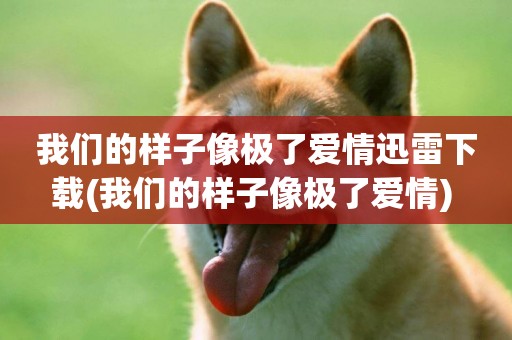 我們的樣子像極了愛情迅雷下載(我們的樣子像極了愛情) 