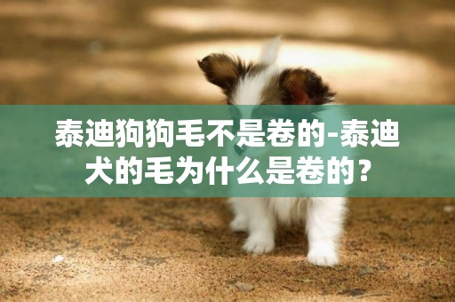 泰迪狗狗毛不是卷的-泰迪犬的毛為什么是卷的？
