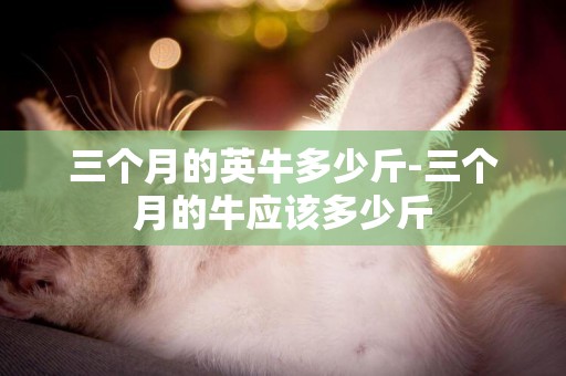 三個月的英牛多少斤-三個月的牛應該多少斤