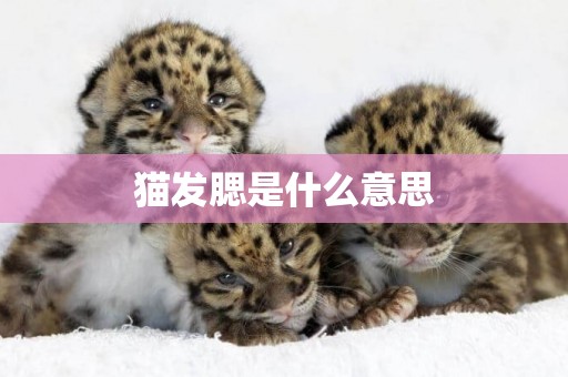 貓發腮是什么意思