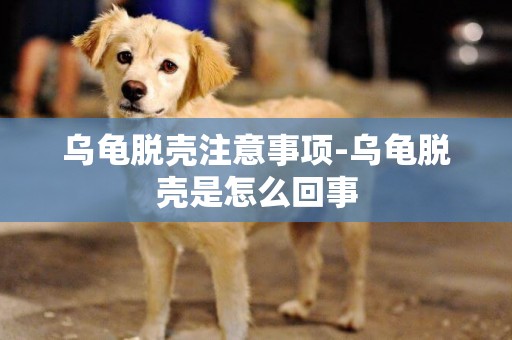 烏龜脫殼注意事項-烏龜脫殼是怎么回事