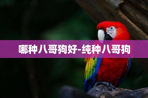 哪種八哥狗好-純種八哥狗