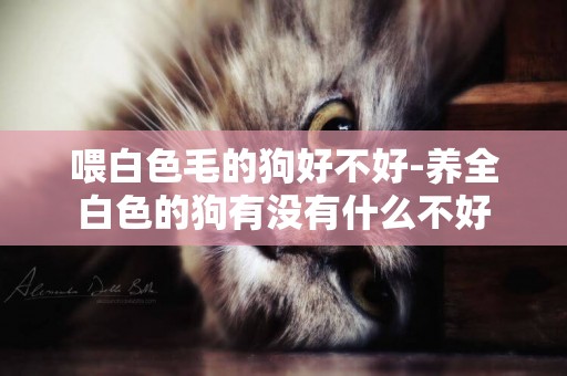 喂白色毛的狗好不好-養全白色的狗有沒有什么不好