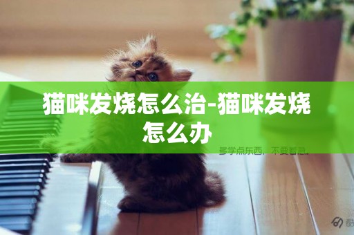 貓咪發燒怎么治-貓咪發燒怎么辦