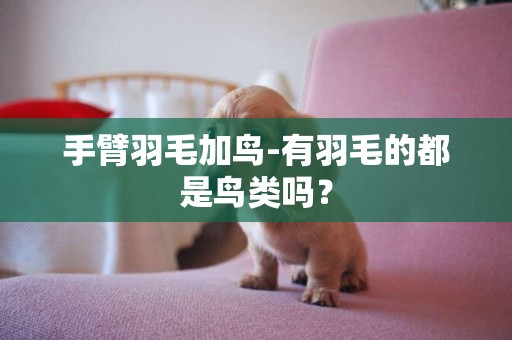 手臂羽毛加鳥-有羽毛的都是鳥類嗎？