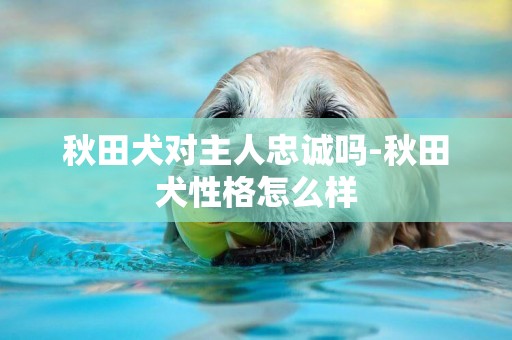 秋田犬對主人忠誠嗎-秋田犬性格怎么樣