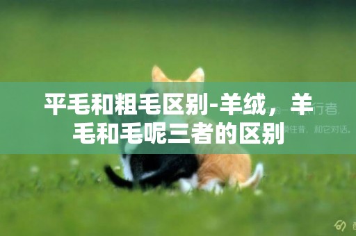 平毛和粗毛區別-羊絨，羊毛和毛呢三者的區別