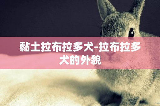 黏土拉布拉多犬-拉布拉多犬的外貌
