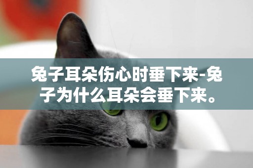 兔子耳朵傷心時垂下來-兔子為什么耳朵會垂下來。