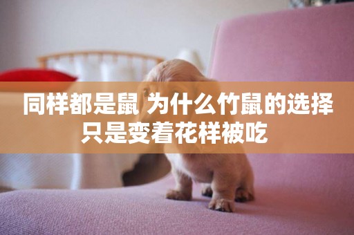 同樣都是鼠 為什么竹鼠的選擇只是變著花樣被吃 