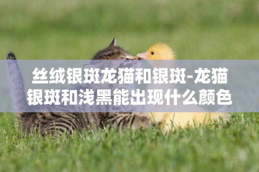 絲絨銀斑龍貓和銀斑-龍貓銀斑和淺黑能出現什么顏色？