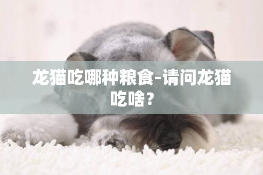 龍貓吃哪種糧食-請問龍貓吃啥？