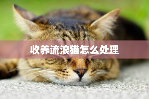 收養流浪貓怎么處理