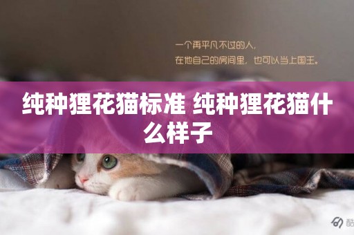 純種貍花貓標準 純種貍花貓什么樣子