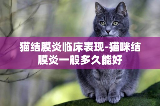 貓結膜炎臨床表現-貓咪結膜炎一般多久能好