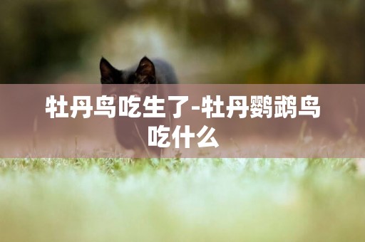 牡丹鳥吃生了-牡丹鸚鵡鳥吃什么