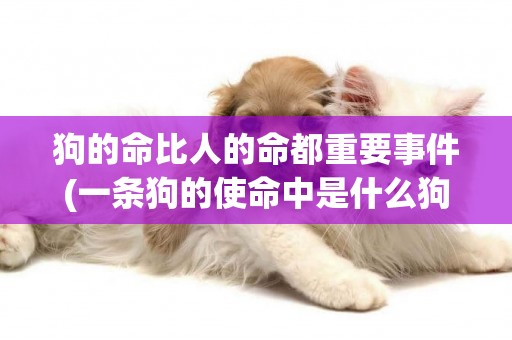 狗的命比人的命都重要事件(一條狗的使命中是什么狗) 