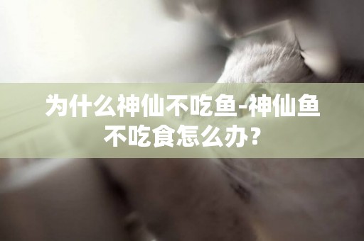 為什么神仙不吃魚-神仙魚不吃食怎么辦？