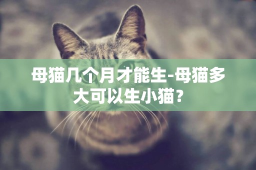 母貓幾個月才能生-母貓多大可以生小貓？