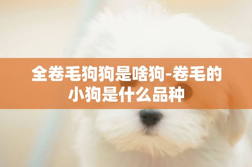 全卷毛狗狗是啥狗-卷毛的小狗是什么品種